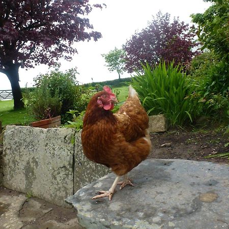 Kidwelly Farmhouse B&B Esterno foto